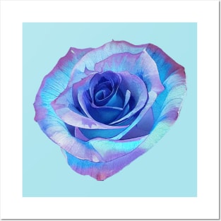 Sky Blue Purple Colorful Rose Posters and Art